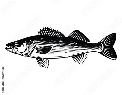 Walleye Fish Illustration - Freshwater Fishing, Wildlife & Aquatic Species