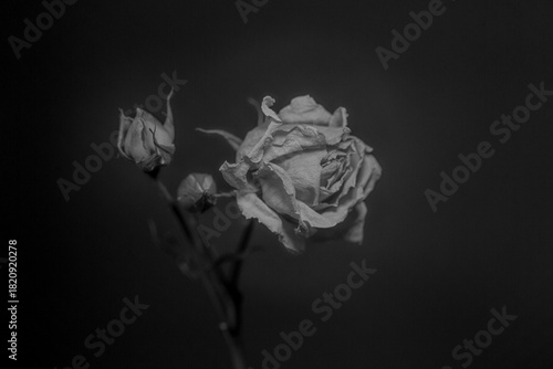 Une rose en nature morte 