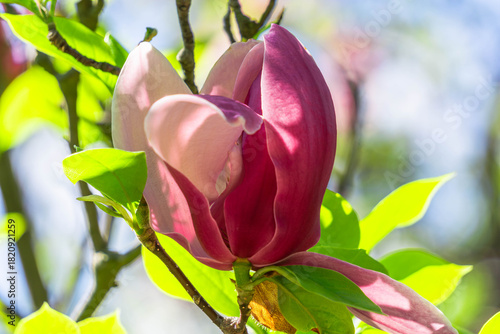 Magnolia flower in bloom with pink and white petals | Квітка магнолії в розквіті з рожевими та білими пелюстками
