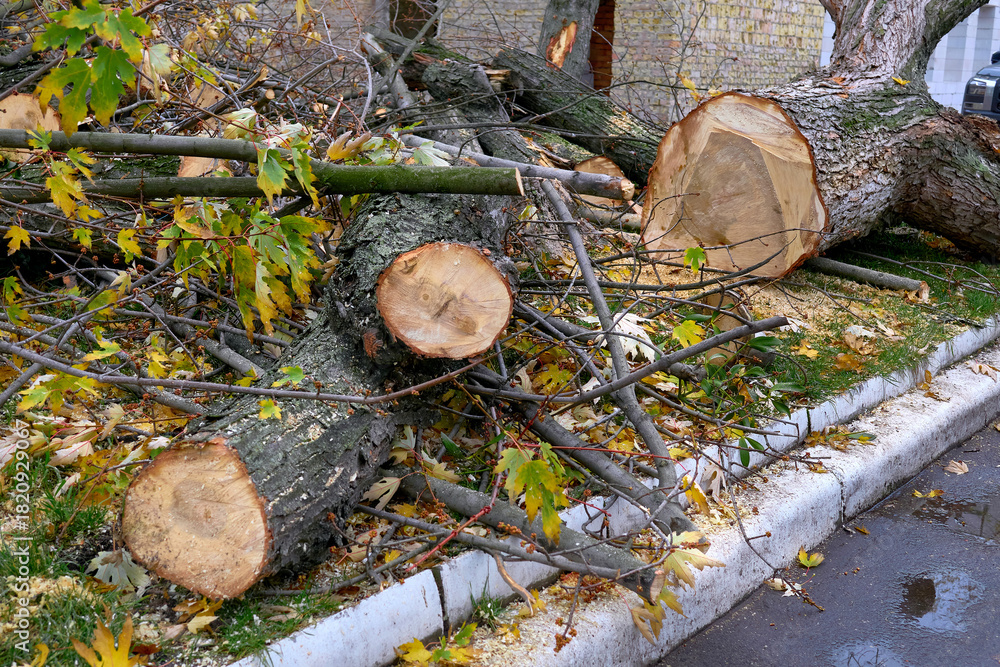 Fototapeta premium Sawn trunks of a tree that fell after a storm