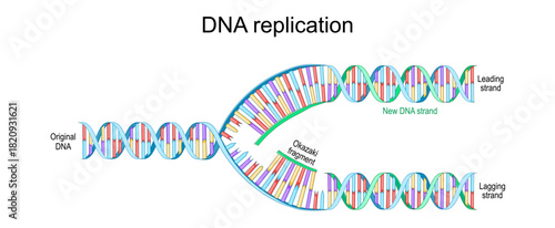 DNA replication. Original DNA double helix, New DNA strand, Okazaki fragment, Lagging and Leading strand
