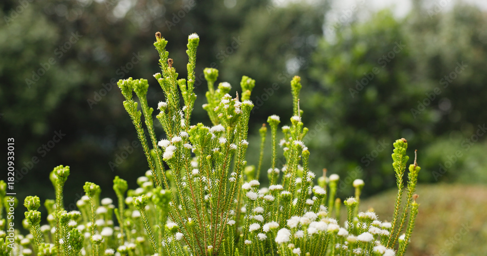 Fototapeta premium Bush, nature and white flowers outdoor for growth, botany and blossom in garden ecosystem. Natural beauty, plants and meadow with petals, floral environment or fynbos in bloom in spring on background