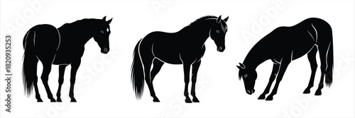 Collection of three elegant black horse silhouettes in various natural poses isolated on white