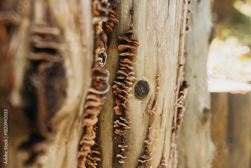 Wood fungi growing on a tree stump in a forest — macro texture and natural decay