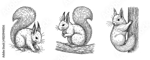 エゾリスの仕草ペン画セット（雪を掘る・警戒・木登り）、Squirrel Gesture Ink Set (Digging Snow, Alert Pose, Tree Climbing)
