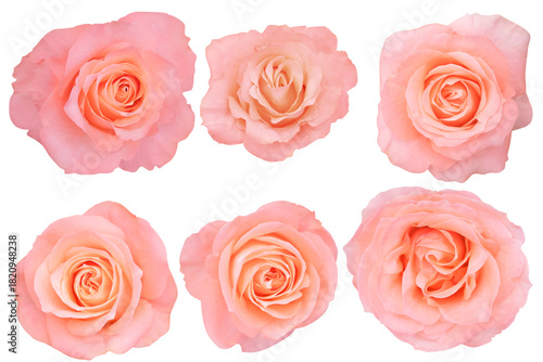 The roses orange show a gradient shifting from pale blush edges to deeper coral centers.Photo with Clipping Path.