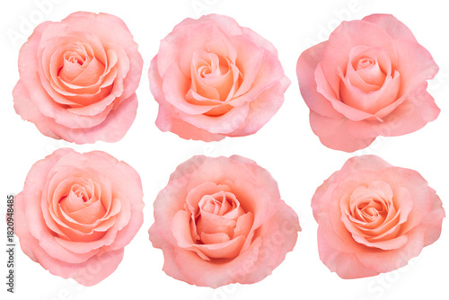 The soft petals of the roses orange blend peach and coral tones into a gentle, romantic bloom.Photo with Clipping Path.