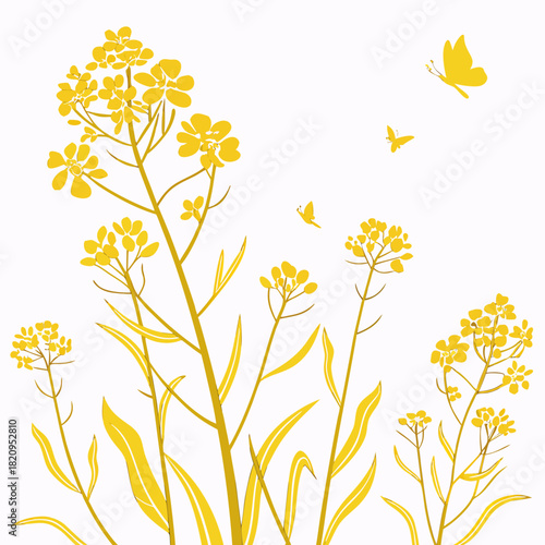 Stylized yellow rapeseed flowers and butterflies on a white background representing spring and nature
