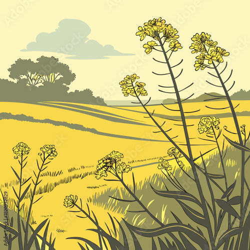 Vibrant yellow rapeseed flowers bloom in a sun drenched field under a soft cloudy sky