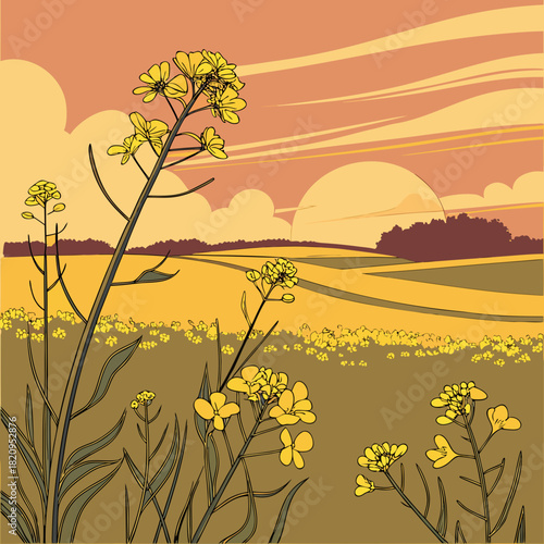 Stylized illustration of a vibrant yellow rapeseed field at sunset with rolling hills and dramatic clouds