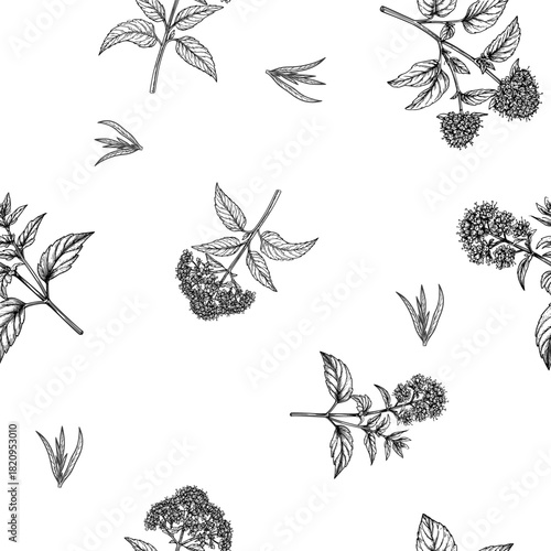 A sprig of marjoram with flowers, a black and white sketch. Vector illustration. Culinary herbs and spices, oregano, in a seamless pattern isolated on a white background08