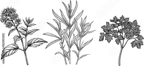 A sprig of marjoram, parsley and tarragon, black and white sketch. Vector illustration. Culinary herbs and spices, the set is isolated on a white background09