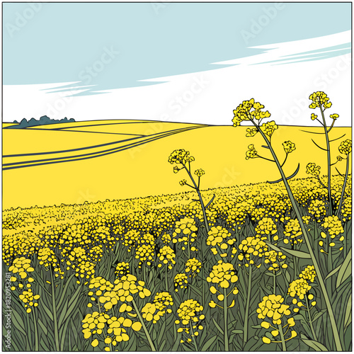 Vibrant yellow rapeseed flowers bloom in a vast field under a bright blue sky with wispy clouds