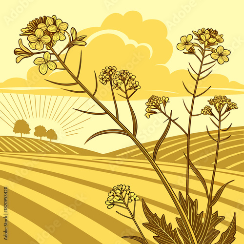 Golden canola field at sunrise with blooming yellow flowers and rolling hills under a cloudy sky