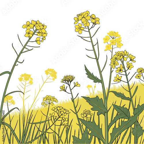 Illustration of vibrant yellow rapeseed flowers blooming in a field of green grass under a white sky