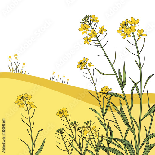 Stylized illustration of a bright yellow rapeseed field with green stems and white background