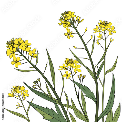 Illustration of bright yellow mustard flowers blooming on green stems with long leaves against a white background