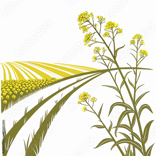 Stylized illustration of a vibrant yellow canola field with blooming flowers and green stalks against a white background