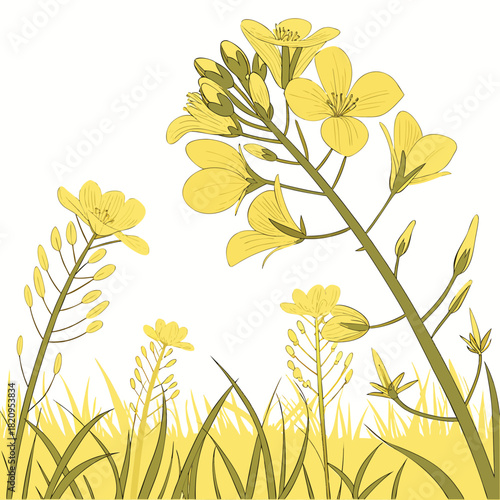 Illustration of yellow rapeseed flowers blooming in green grass against a white background