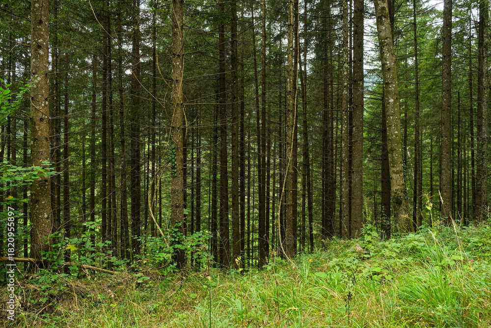Naklejka premium Dense European Coniferous Forest Interior View