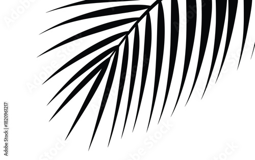 Close up black and white silhouette of a palm frond