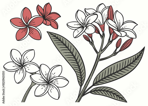 Botanical hand-drawn Plumeria (Frangipani) flower and leaf vector set with ink line art and subtle color fills