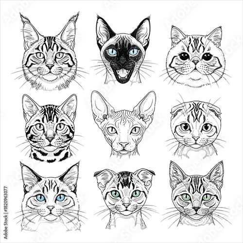 Different cat breeds heads line art design