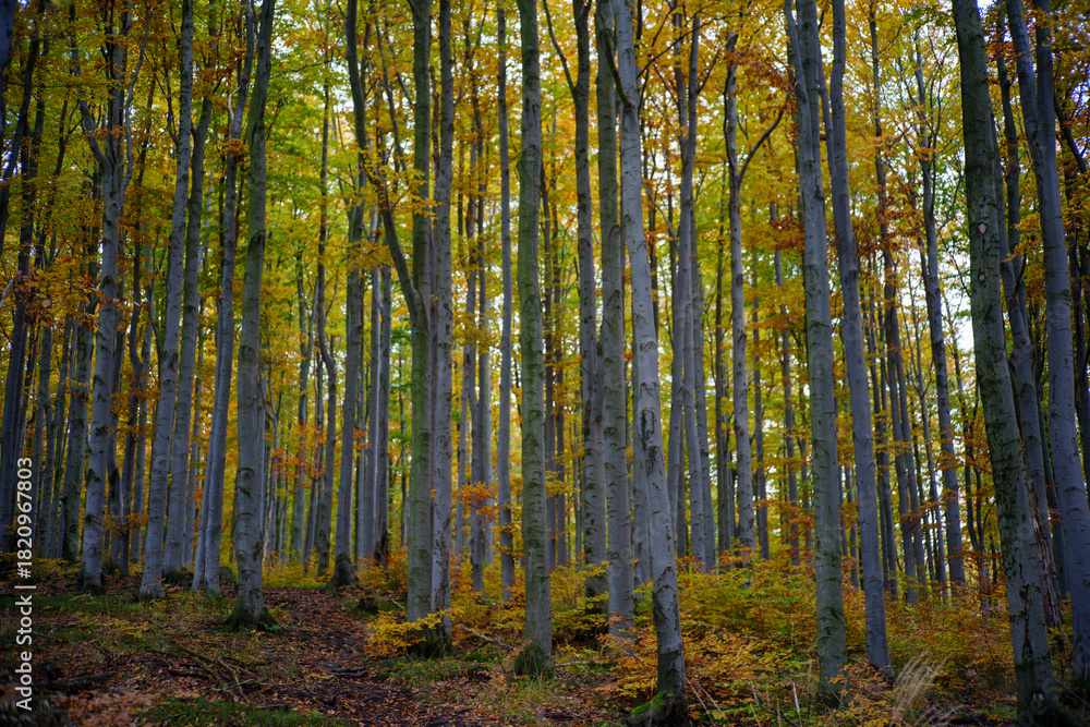 Fototapeta premium Dense autumn beech forest with tall straight trunks and yellow foliage