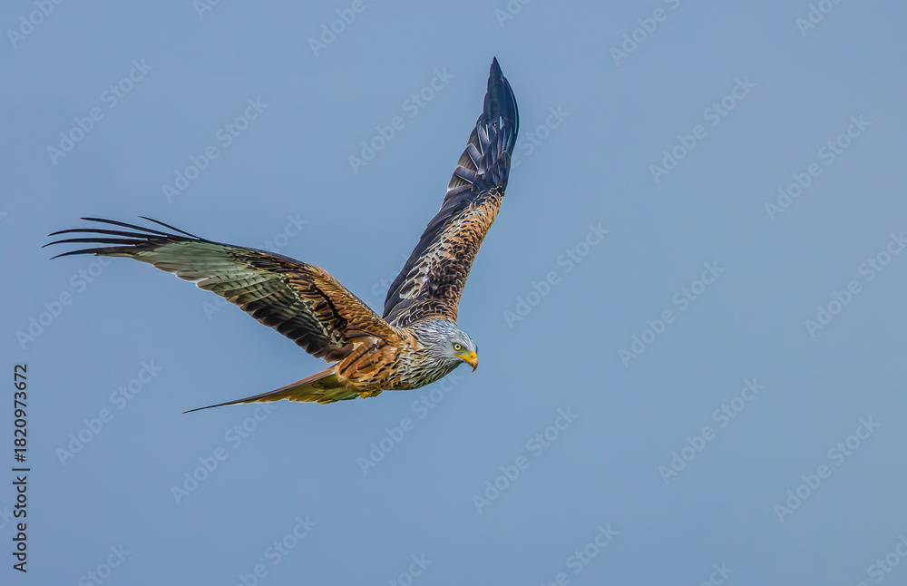 Fototapeta premium Red Kite in flight. Scientific name: Milvus milvus, Close up of a Red Kite flying to the right with open wings and blue sky background, Scotland, UK. Horizontal. Copy space