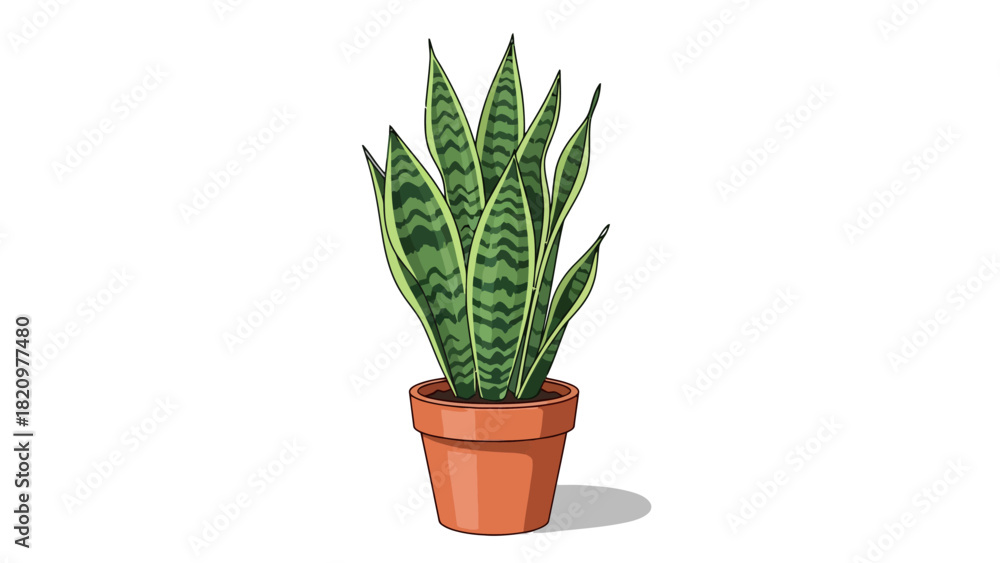 Fototapeta premium A potted snake plant with variegated green leaves on a white background