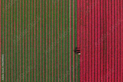 Aerial view to the tulip field where farmer cuts off tulip flowers to grow quality tulip bulbs, Zuidschermer, Netherlands. Netherlands.
