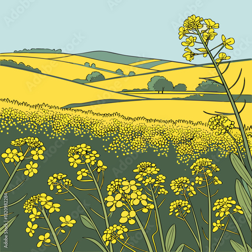 Vibrant yellow canola flowers bloom in a rolling landscape under a clear blue sky