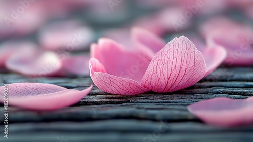 Close-up of delicate pink flower petals scattered across a textured, weathered wooden surface. The petals have visible veins and are softly lit, creating a sere