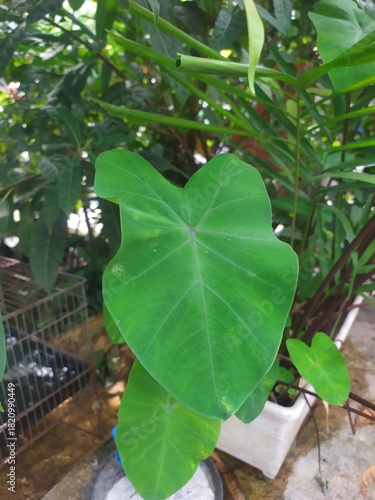 daun talas, kuping gajah, commonly known as elephant ear