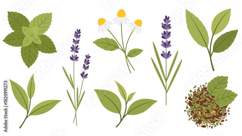 A collection of botanical illustrations featuring herbs and flowers