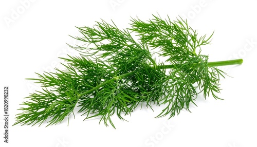 A feathery sprig of fresh, green dill herb lies isolated against a stark white background, full of delicate leaves