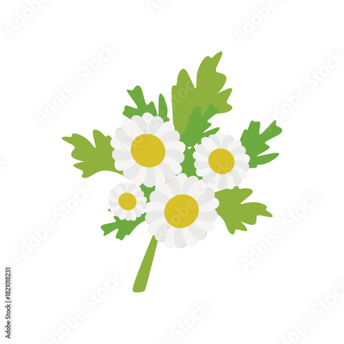 Flat Illustration of Feverfew Flower for Herbal Remedy