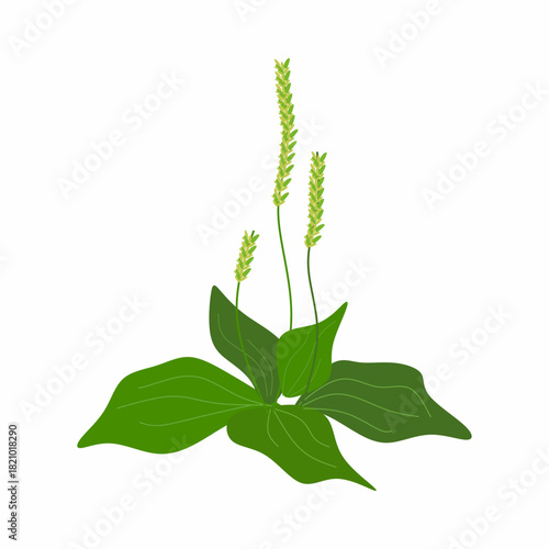 Flat Illustration of Plantain Leaf for Herbal Medicine