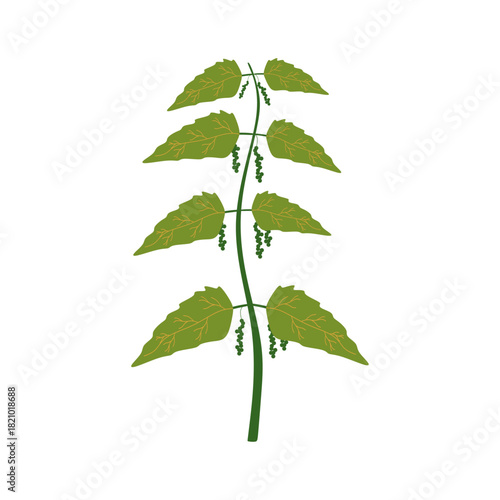 Flat Illustration of Nettle Leaves for Detox Tea