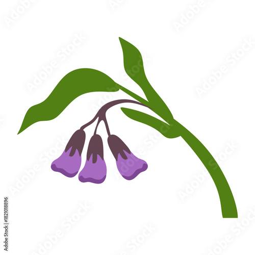 Flat Illustration of Comfrey Plant for Herbal Healing