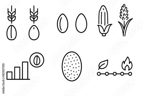 Seed Comparison Icons. Line style icons of seed comparison: modern wheat vs einkorn, rice vs millet, corn vs sorghum, protein