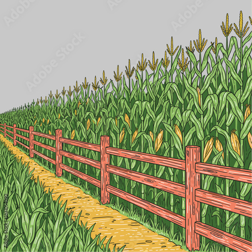 Corn Field and Wooden Fence.Hand Drawn Farm Scene.Tall Maize Plants Vector.Agricultural Path Illustration.Summer Harvest Landscape
