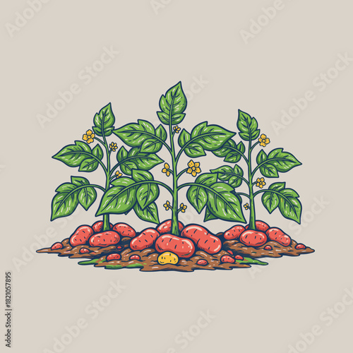 Potato plant growing illustration.Vintage potato harvest graphic.Growing root vegetables design.Organic farm produce emblem.Hand drawn agriculture gra