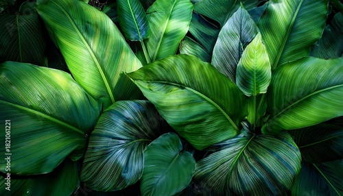 Wallpaper Mural Tropical Rainforest Leaves With Soft Green Light And Natural Texture Torontodigital.ca