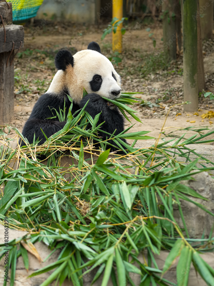 Obraz premium Giant Panda Eating Bamboo