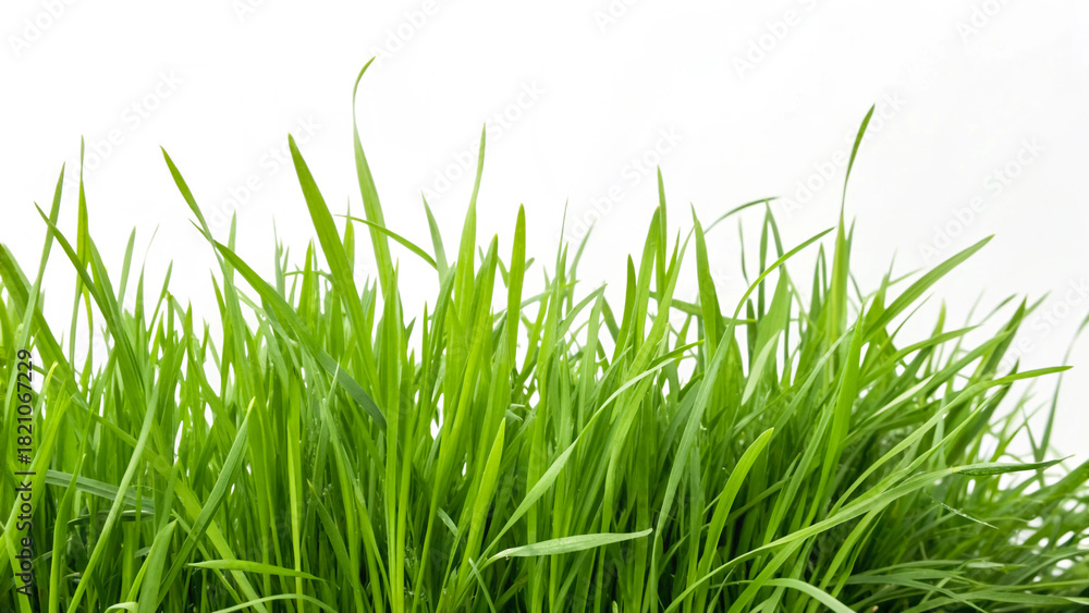 Fototapeta premium Fresh green grass background image for spring summer nature lawn texture field