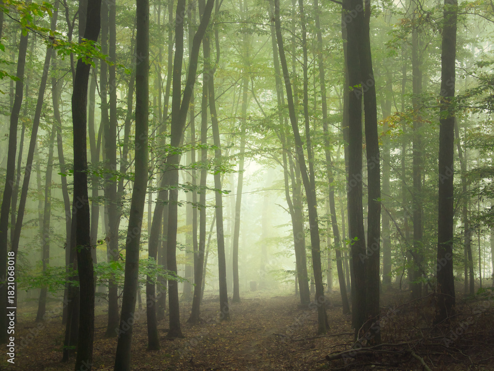 Obraz premium Mysterious green foggy forest during autumn day with trees