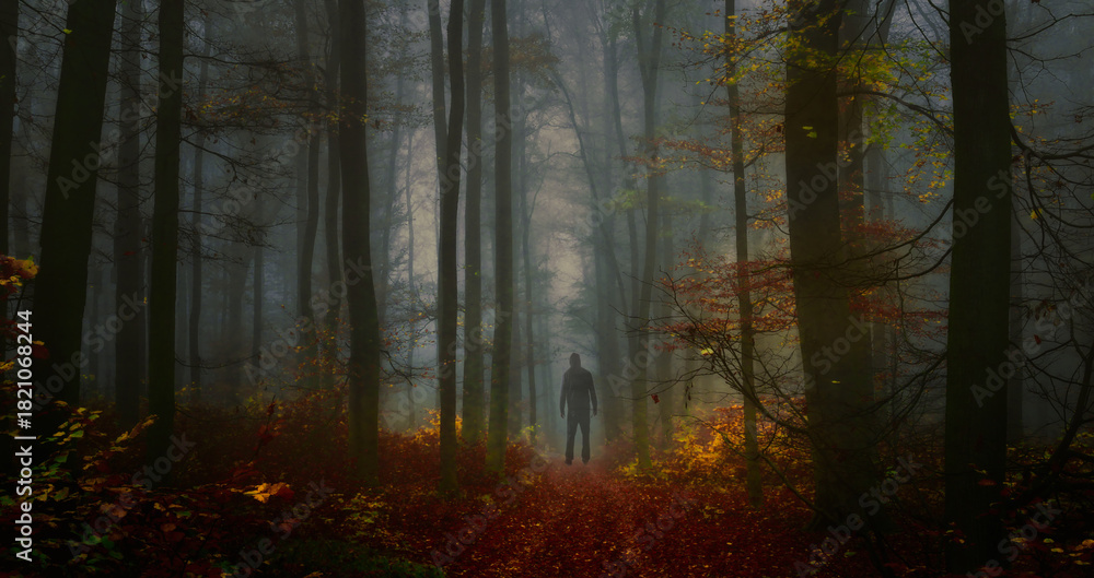 Fototapeta premium Creepy mysterious foggy forest during autumn day with a man observing nature and colorful foliage