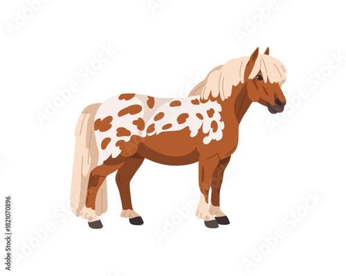 Pony, small dwarf horse breed. Speckled shetland foal standing in profile, side view. Thoroughbred equine animal with mottled coat, spot pattern. Flat vector illustration isolated on white background.