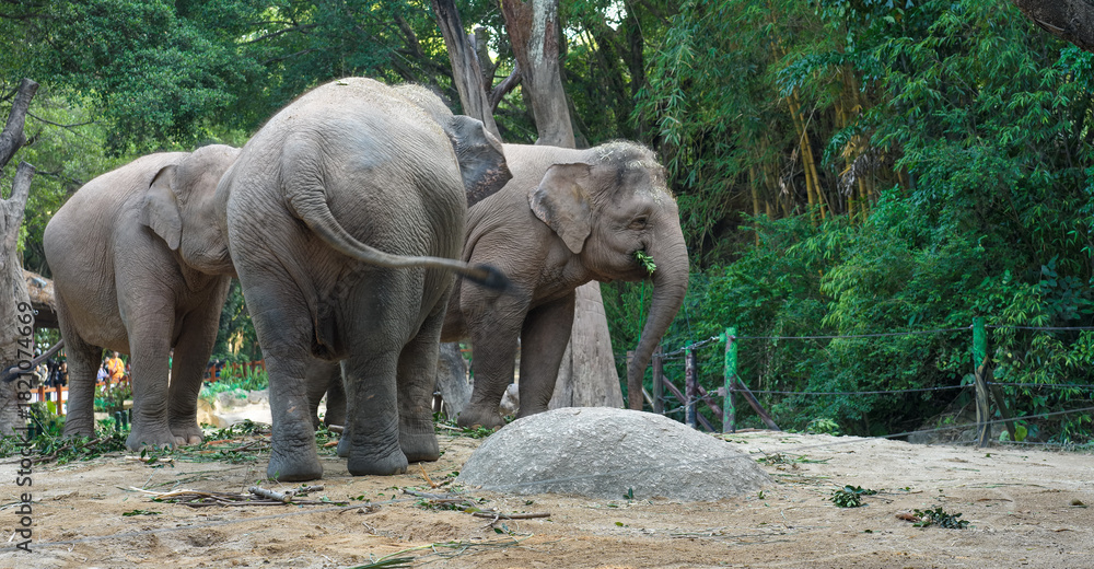 Obraz premium Three Elephants in a Forest Clearing